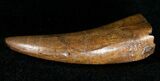 Superb Tyrannosaur Tooth - Montana #17636-2